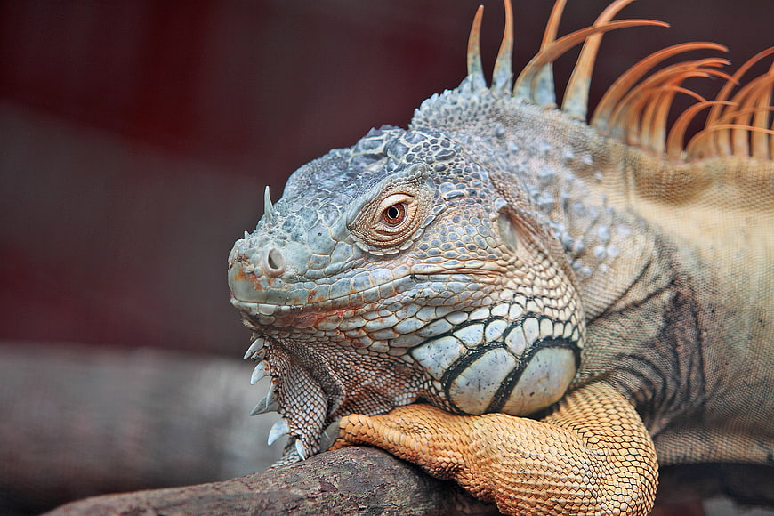 Close-up of a Green Iguana Resting on a Branch