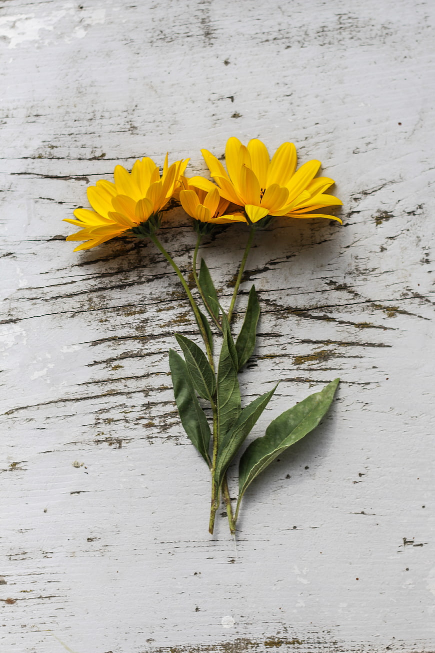 Yellow Wildflowers on Rustic White Wooden Background