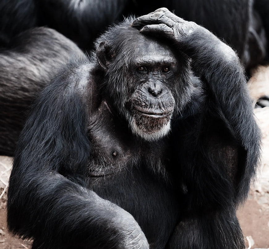 Thoughtful chimpanzee resting hand on head in natural setting