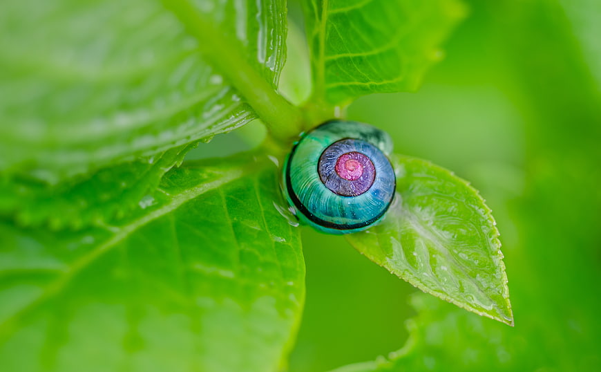 Macro of Colorful Snail Shell on Green Leaf