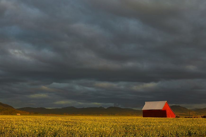 Red Barn in Yellow Canola Field Under Stormy Sky