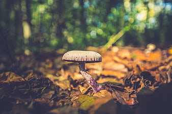 Close-up of a wild mushroom in an autumn forest