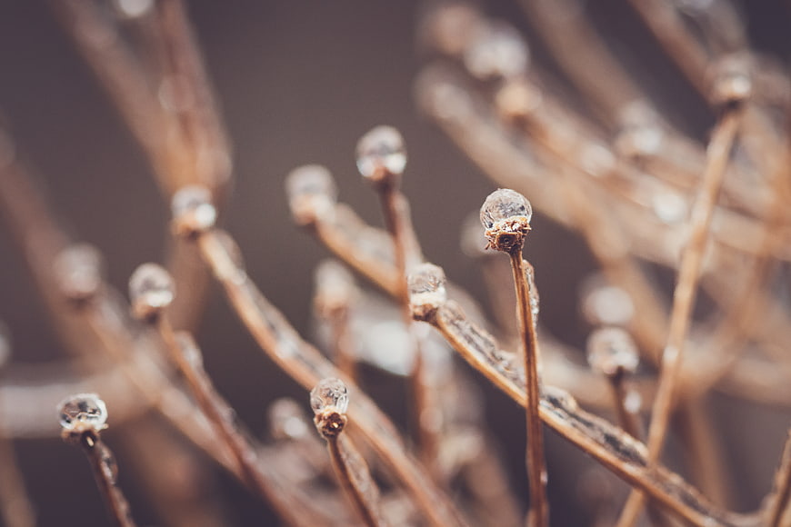 Close-up of frozen plant stems with ice crystals