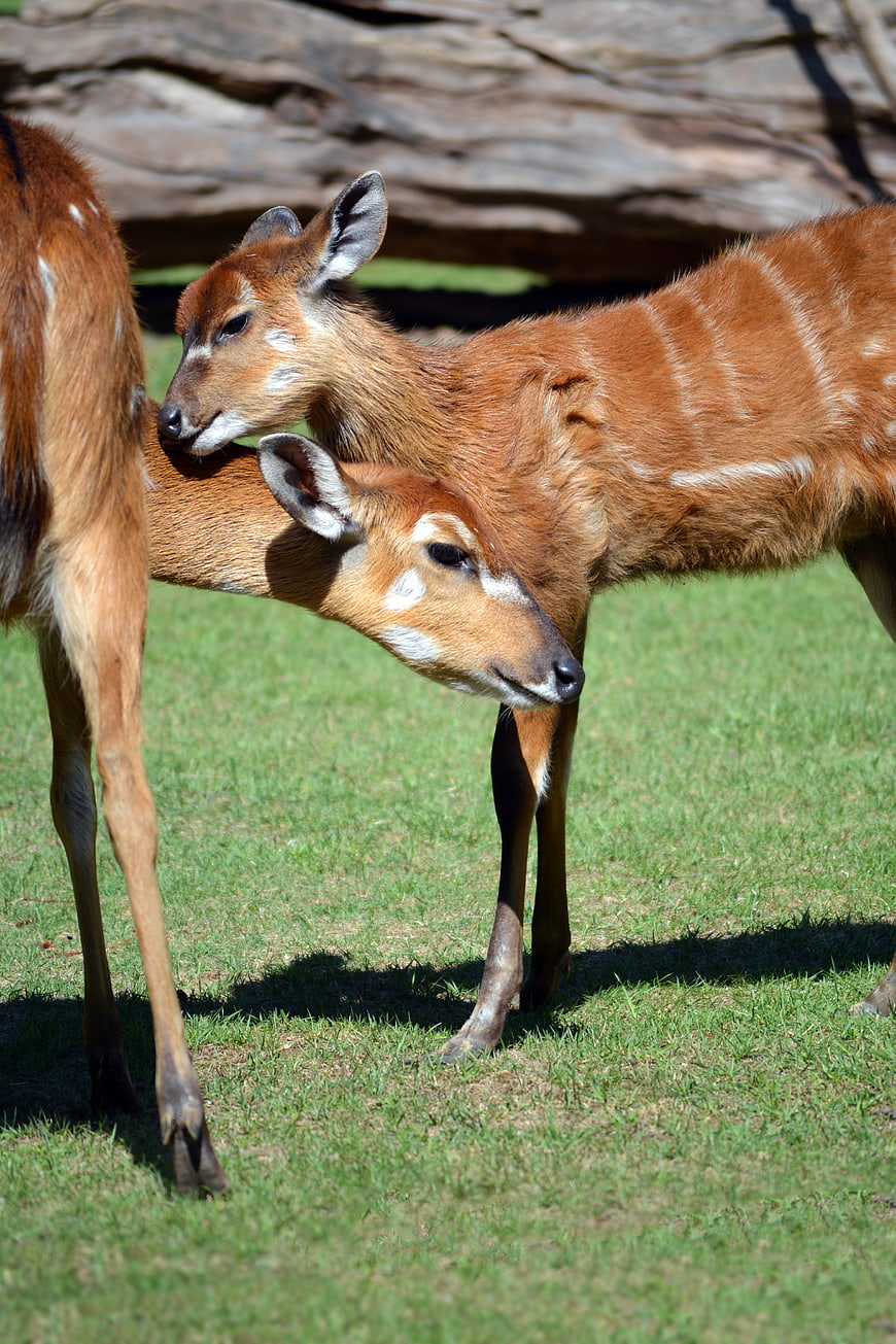 Young Bushbuck Antelopes Standing on Green Grass