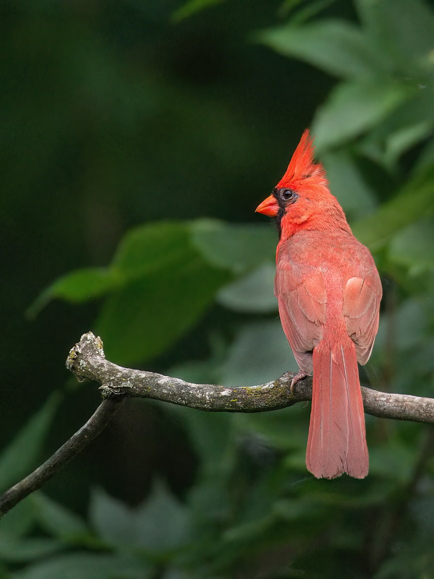Red Northern Cardinal Perched on Branch in Nature