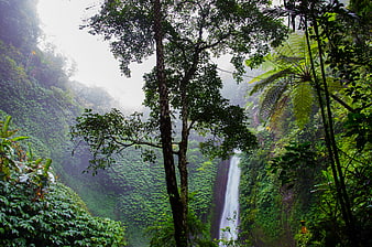 Misty Waterfall in Lush Tropical Rainforest Jungle