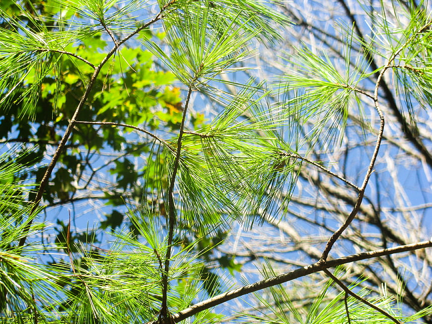 Sunlit Pine Branches Against Blue Sky