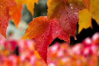 Close-up of vibrant red and yellow autumn maple leaves with water droplets