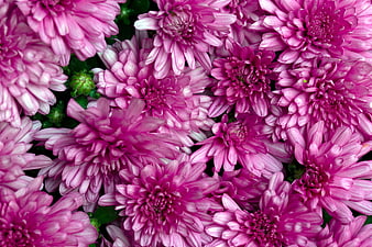 Vibrant Pink Chrysanthemum Flowers Close-Up