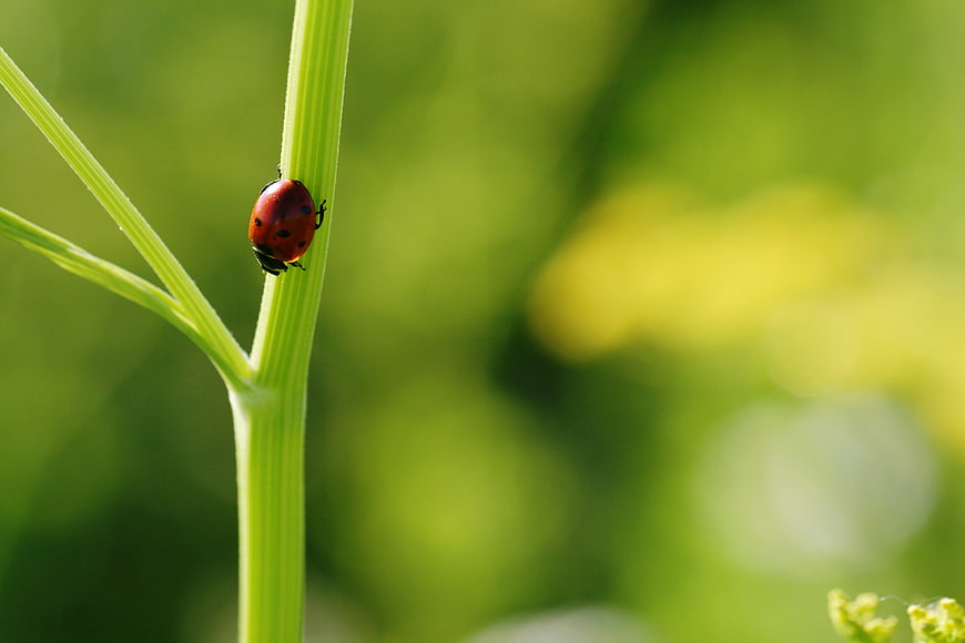 Red Ladybug on Green Plant Stem Macro Nature