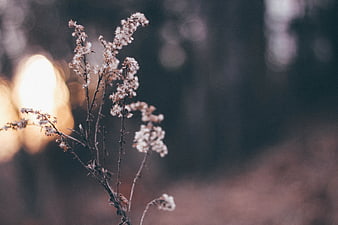 Dried wildflowers with soft bokeh background in autumn forest