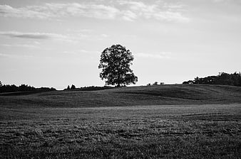 Solitary Tree on Rolling Hill in Black and White Landscape