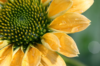 Close-up of yellow coneflower with water droplets