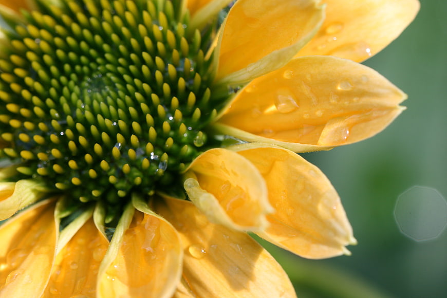 Close-up of yellow coneflower with water droplets