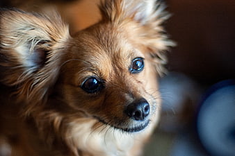 Close-up portrait of a cute brown Papillon dog