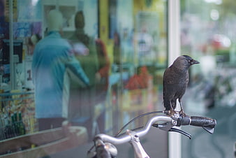 Crow perched on bicycle handlebar in front of shop window