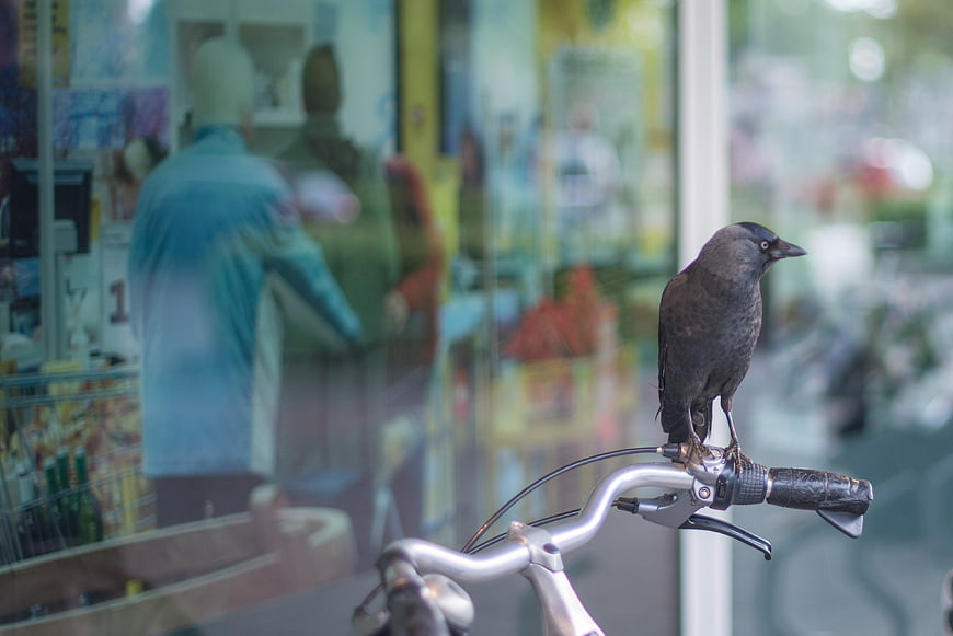 Crow perched on bicycle handlebar in front of shop window