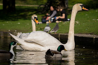 Majestic White Swans Swimming in a Park Pond
