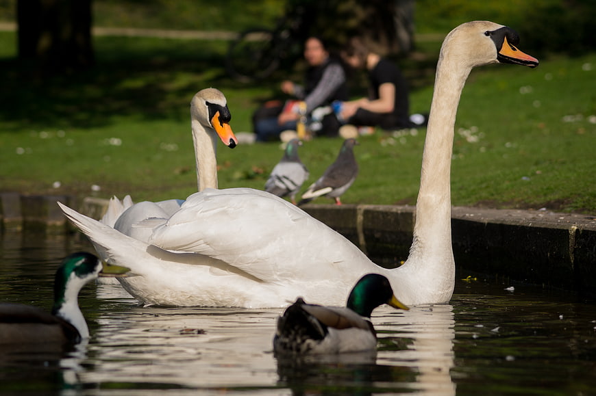 Majestic White Swans Swimming in a Park Pond