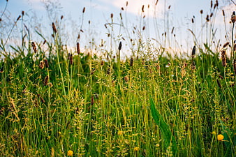 Tall Wild Grasses and Flowers in a Meadow at Sunset