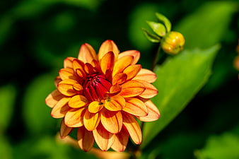 Vibrant Orange Dahlia Flower Close-Up in Green Garden