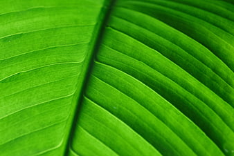 Close-up of vibrant green banana leaf texture