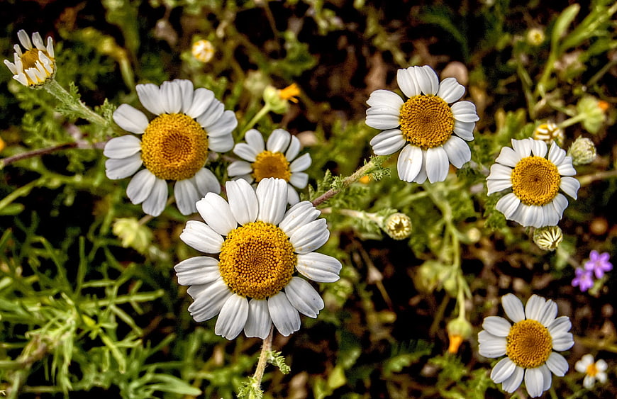 Close-up of white and yellow chamomile flowers in a garden
