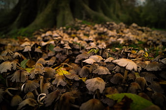 Close-up of Inky Cap Mushrooms in a Forest