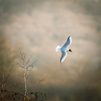 Bohemian Seagull Flying in Flight Against Soft Background