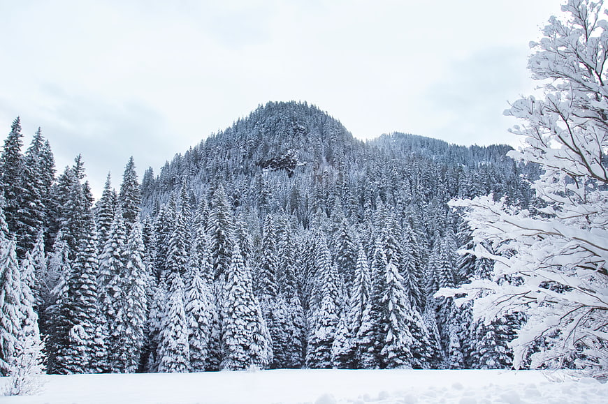 Snow-covered mountain forest landscape in winter