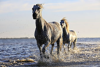 Two Wild Horses Galloping Through Shallow Water