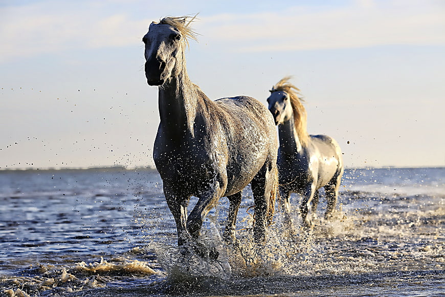 Two Wild Horses Galloping Through Shallow Water