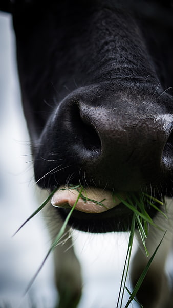 Close-up of a black cow eating grass with tongue visible