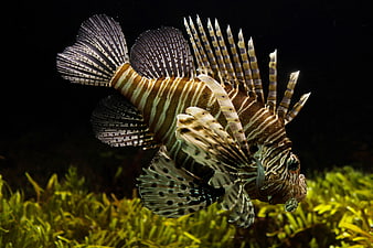 Red Lionfish Swimming Over Green Seaweed Underwater