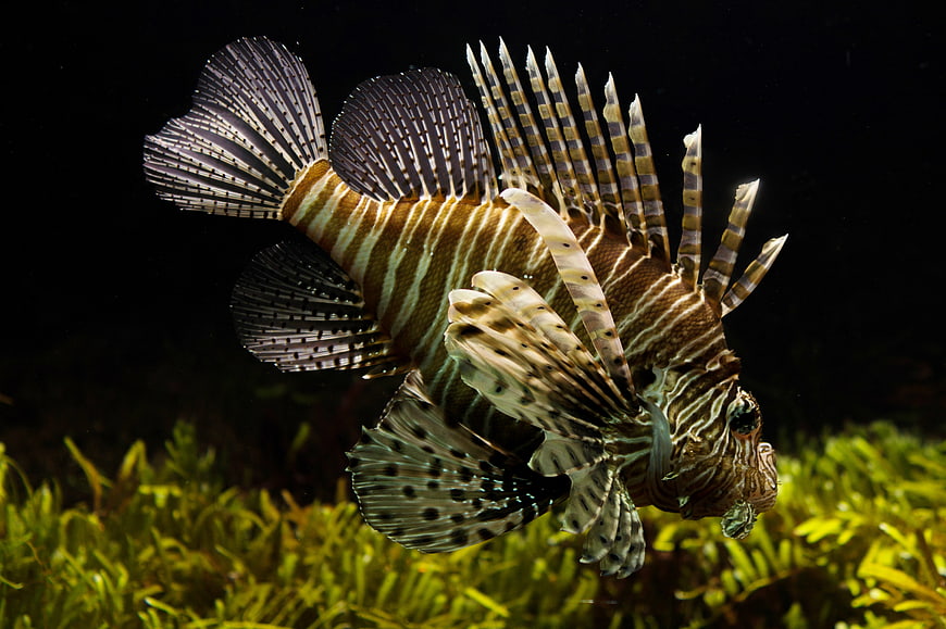 Red Lionfish Swimming Over Green Seaweed Underwater