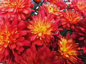Vibrant Red and Yellow Chrysanthemum Flowers Close-Up