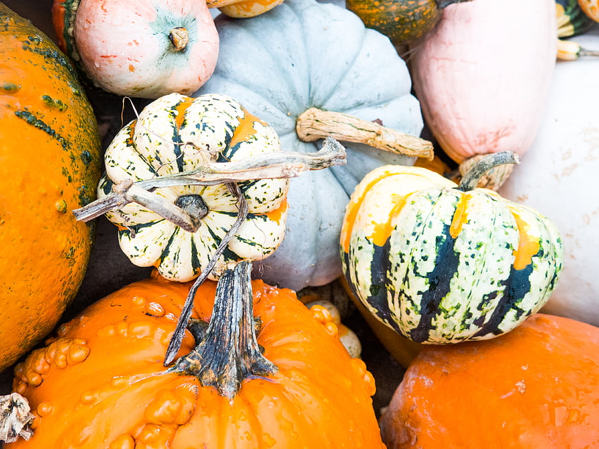 Colorful Heirloom Pumpkins and Gourds Autumn Harvest