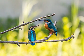 Two Kingfisher Birds Perched on a Branch