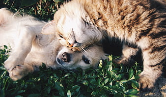 Cute Tabby Cat Nuzzling Golden Retriever Puppy in Garden