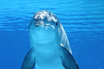 Cute Dolphin Smiling Underwater in Blue Ocean