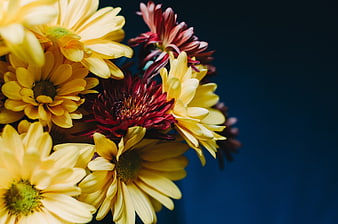 Yellow and Red Gerbera Daisies on Dark Blue Background