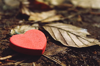Red Heart Candy on Forest Floor with Dry Leaves