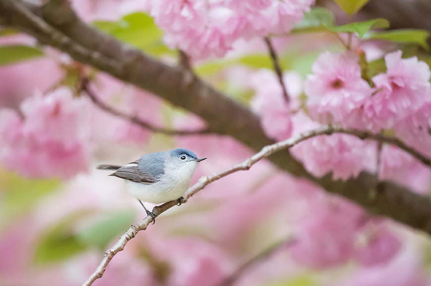 Blue-gray gnatcatcher perched on cherry blossom branch