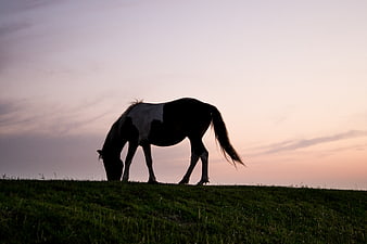 Silhouette of a grazing horse on a grassy hill at sunset