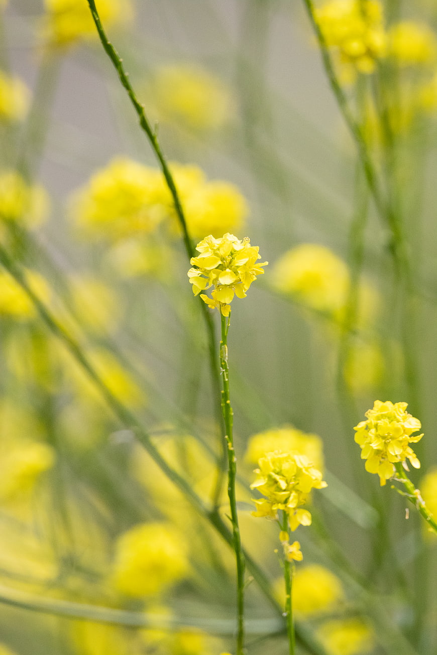 Close-up of yellow wildflowers with soft bokeh background