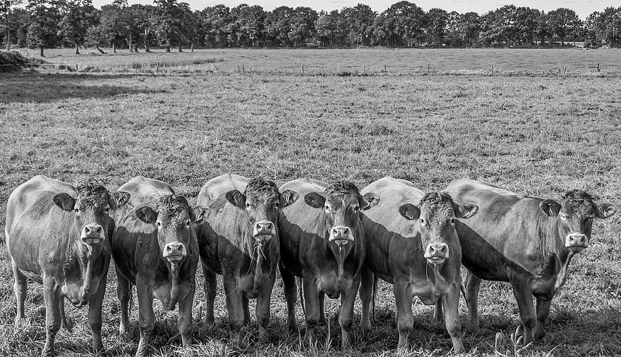 Black and white photo of cows standing in a line in a meadow