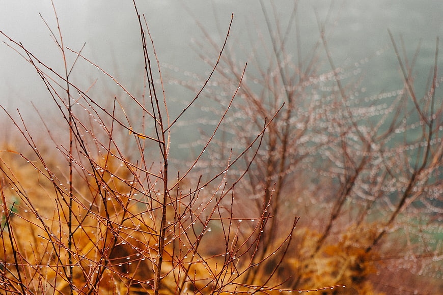 Close-up of bare branches with water droplets in misty forest
