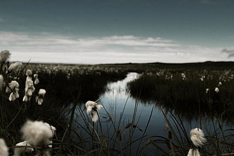 Dark moody wetland landscape with cotton grass and water reflection