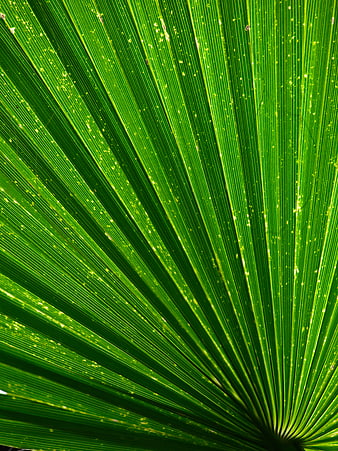 Close-up of vibrant green palm leaf texture with backlit veins