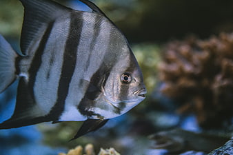 Close-up of a Striped Oceanic Angelfish in Aquarium